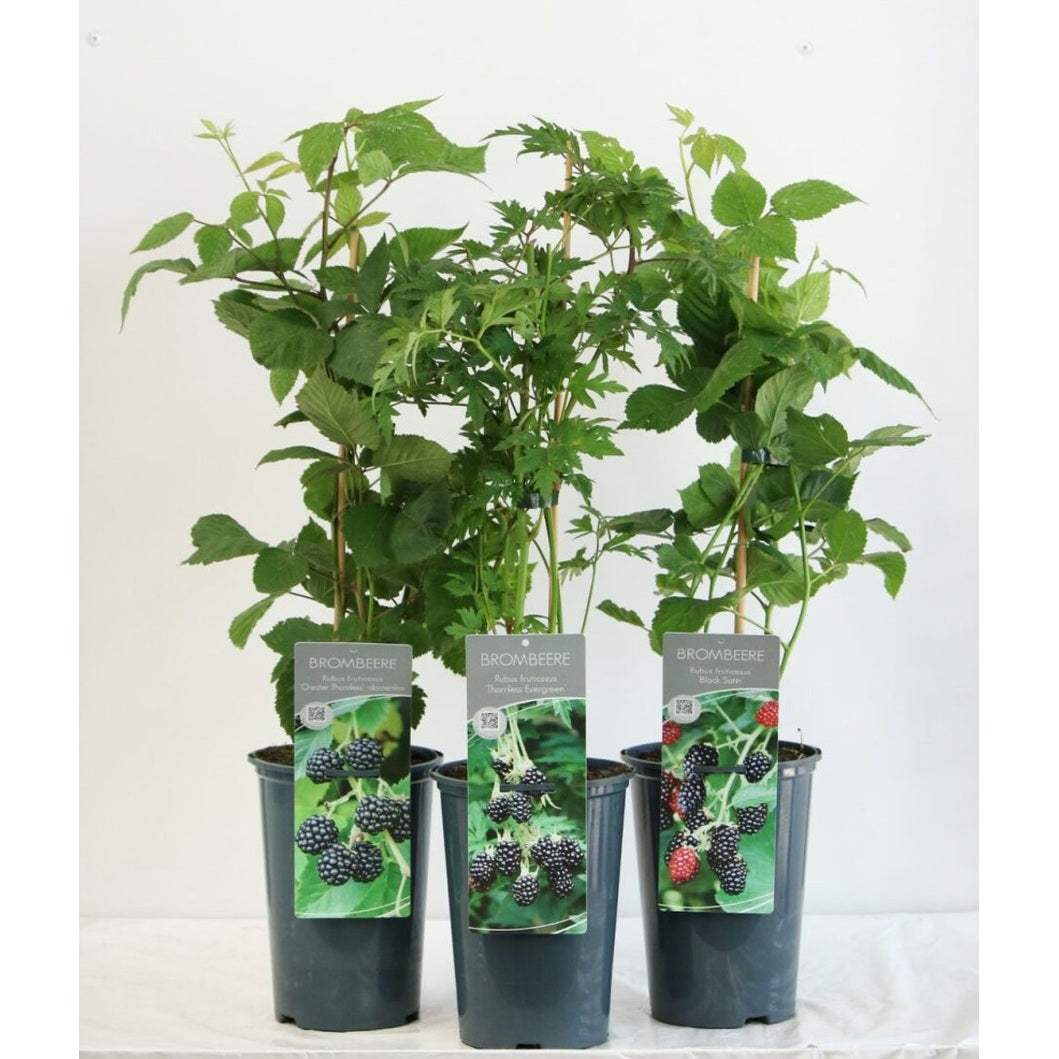 Taggfri björnbär – Rubus fruticosus 'Thornless Evergreen' - C3 40-60 CM